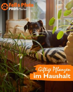 ❗️Achtung giftig❗️  Sie sind Hundebesitzer und Pflanzenliebhaber? Dann sollten Sie einiges beachten!🐶🌿  Es gibt einige Pflanzen, die Ihr Hund auf keinen Fall fressen sollte, um Krankheiten und Vergiftungen zu vermeiden. Wir haben Ihnen eine Liste einiger weit verbreiteter Pflanzen im Haushalt zusammengestellt. Unsere Mitarbeiter beraten Sie gerne beim Kauf Ihrer Pflanze!🌵  Sollten Sie dennoch Anzeichen einer Vergiftung bei Ihrem Hund wahrnehmen, empfehlen wir Ihnen sofort einen Arzt zu kontaktieren.🐕🩺👨‍⚕️  #profimüller #prüm #eifel #heimtierabteilung #fellundpfote #giftepflanzenfürhundeimhaushalt #giftigepflanzen #hundetipps #gartencenter #pflanzentipps