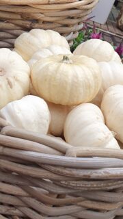 Der Herbst zieht ein 🍂 Unser Gartencenter hat sich ein bisschen in Herbststimmung begeben.
Zwischen Stauden, Gräsern und den ersten herbstlichen Akzenten gibt es jede Menge zu entdecken. Kommt vorbei, schnuppert Herbstluft und lasst euch inspirieren 🍁🍃🍂 📍 Profi Müller in Prüm-Dausfeld #profimüller #prüm #gartencenter #herbstzeit #stauden