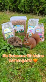 Ein Schmaus für unsere kleinen Gartengäste 🦔🧡 Igel und Eichhörnchen haben ganz unterschiedliche Bedürfnisse.
Der getreidefreieJR Farm Igel-Schmaus kommt ohne Früchte, Nüsse oder Honig aus und enthält verschiedene tierische Proteinquellen wie Hermetialarven und Mehlwürmer. Der JR Farm Eichhörnchen-Schmaus bietet dagegen eine abwechslungsreiche Mischung unter anderem aus Nüssen, Kernen, Gemüse und Obst. 🧡 Beides findet ihr in unserer Heimtierabteilung
Fell & Pfote 🐾 📍 Profi Müller in Prüm-Dausfeld #fellundpfote #igelfütterung #eichhörnchenfüttern #gartentiere #profimüller