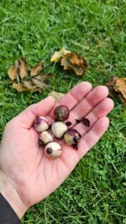 🌷 Der Frühling beginnt JETZT❗️ Kaum zu glauben, was in so einer kleinen Blumenzwiebel steckt. Krokusse, Tulpen, Narzissen und viele andere machen dich nach einem langen Winter mit den ersten bunten Farbtupfern glücklich. 🌱 Und das Beste daran: Jetzt im Herbst ist genau der richtige Zeitpunkt, sie in die Erde zu bringen. Bei uns findest du aktuell eine große Auswahl an Blumenzwiebeln - für Beete, Kübel oder zum Verwildern im Rasen. Pflanz dir jetzt deinen Frühling! 🌷 📍 Profi Müller - dein Gartencenter im Herzen ❤️ der Eifel #profimüller #prüm #blumenzwiebeln #jetztschonandenfrühlingdenken #herbstimgarten
