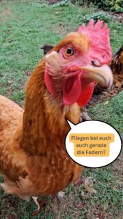 🐔 Fliegen bei euch auch gerade die Federn? Im Herbst ist bei vielen Hühnern Mauserzeit. Das alte Gefieder macht Platz für neue Federn - und das kostet Kraft. Mit einer ausgewogenen Ernährung und artgerechten Fütterung könnt ihr eure Hühner in dieser Zeit gut unterstützen. Bei Fell & Pfote findet ihr ein vielseitiges Futtersortiment für eure Hühner - von verschiedenen Körnermischungen und Legemehl, bis hin zu ausgewählten Ergänzungsfuttermitteln beispielsweise mit Mineralstoffen, Bierhefe oder Kräutern. Und auch darüber hinaus findet ihr bei uns alles rund um die Hühnerhaltung: Futter und passendes Zubehör für eure Hühner und Küken 🐔🐣🧡 Kommt vorbei - wir beraten euch gerne! #profimüller #fellundpfote #prüm #hühnerhaltung #mauser