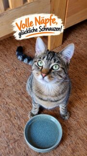 🐾 Volle Näpfe, glückliche Schnauzen! Juno hat Hunger! 😺 Und als er entdeckt, was da alles Leckeres auf ihn wartet, wird er gleich neugierig. Auch für eure Vierbeiner haben wir eine kleine Überraschung zum Mantelsonntag vorbereitet 😺🐶 🧡 Sonntag, 18. Oktober 2026:
Bringt einen leeren Hunde- oder Katzennapf mit und gebt ihn bei uns ab. 🐾 Ab Dienstag, 20. Oktober 2026:
Holt euren Napf kostenlos mit einer Auswahl an Leckereien gefüllt wieder bei uns ab! 🏡 Ein Napf pro Haushalt. Wir freuen uns auf euch und eure Vierbeiner! 📍 Profi Müller • Fell & Pfote • Prüm-Dausfeld #profimüller #fellundpfote #mantelsonntag #prüm #verkaufsoffenersonntag