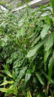 🌿 Grüne Vielfalt trifft auf blühende Schönheiten 🌸 Ob außergewöhnliche Blattformen, üppiges Grün oder farbenfrohe Blüten - Pflanzen machen unser Zuhause einfach gemütlicher! 🏡 Bei uns gibt es jede Menge Zimmerpflanzen zu entdecken 🍃 Und zum Mantelsonntag am 18. Oktober haben wir ein besonderes Angebot für euch: das Fensterblatt "Monkey Leaf" mit seinen markanten gelochten Blättern! 🗓 Sonntag, 18. Oktober | 12 - 18 Uhr 📍 Profi Müller • Prüm-Dausfeld Kommt vorbei, lasst euch inspirieren und findet eure neuen Lieblingspflanzen! 💚 #profimüller #mantelsonntag #prüm #zimmerpflanzen #verkaufsoffenersonntag