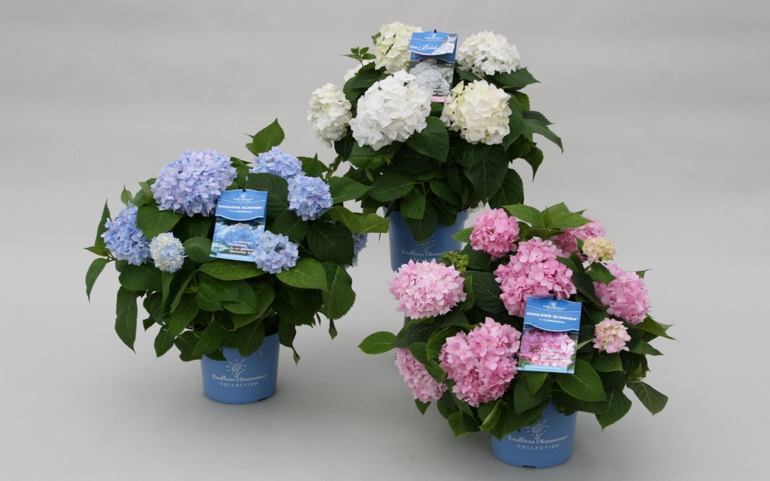 Mein Hortensien-Garten… Endless Summer!