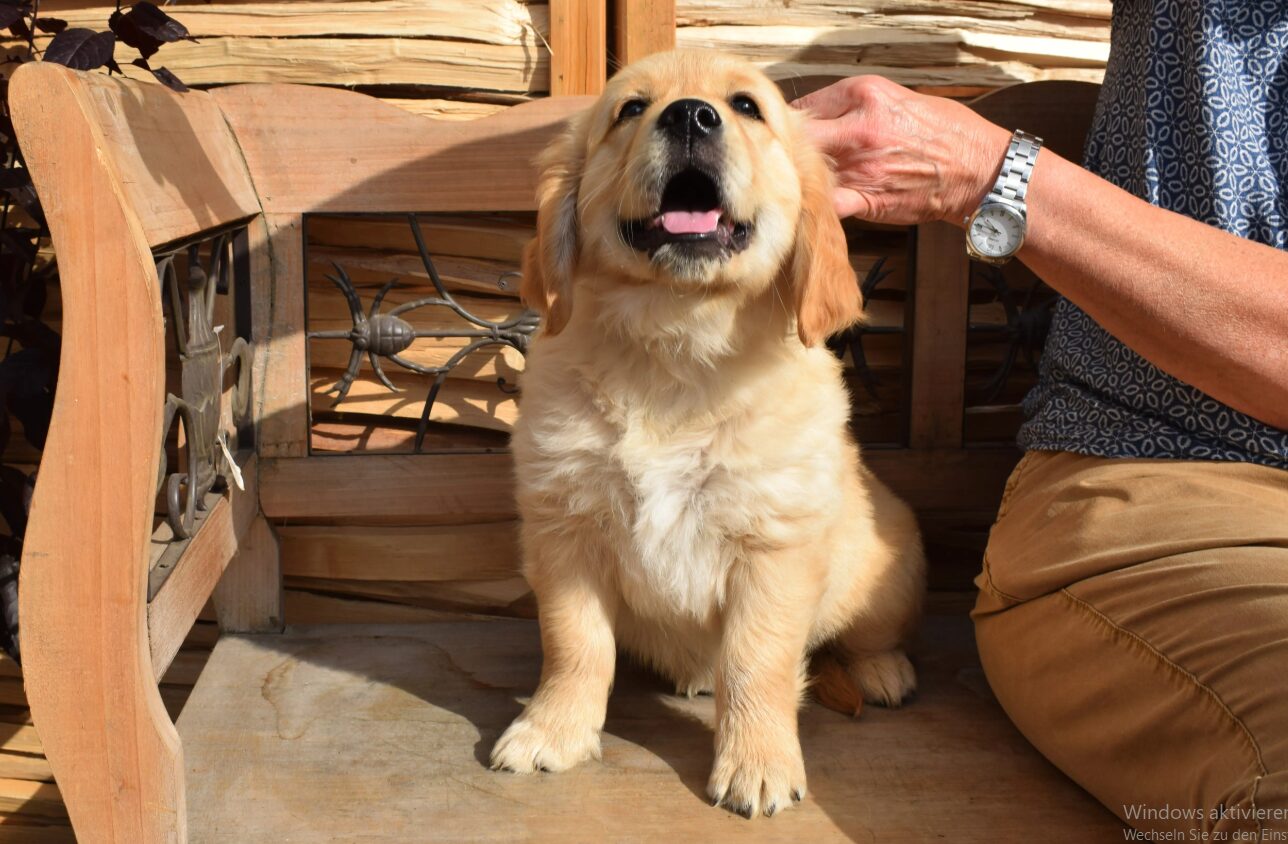 dogmodel