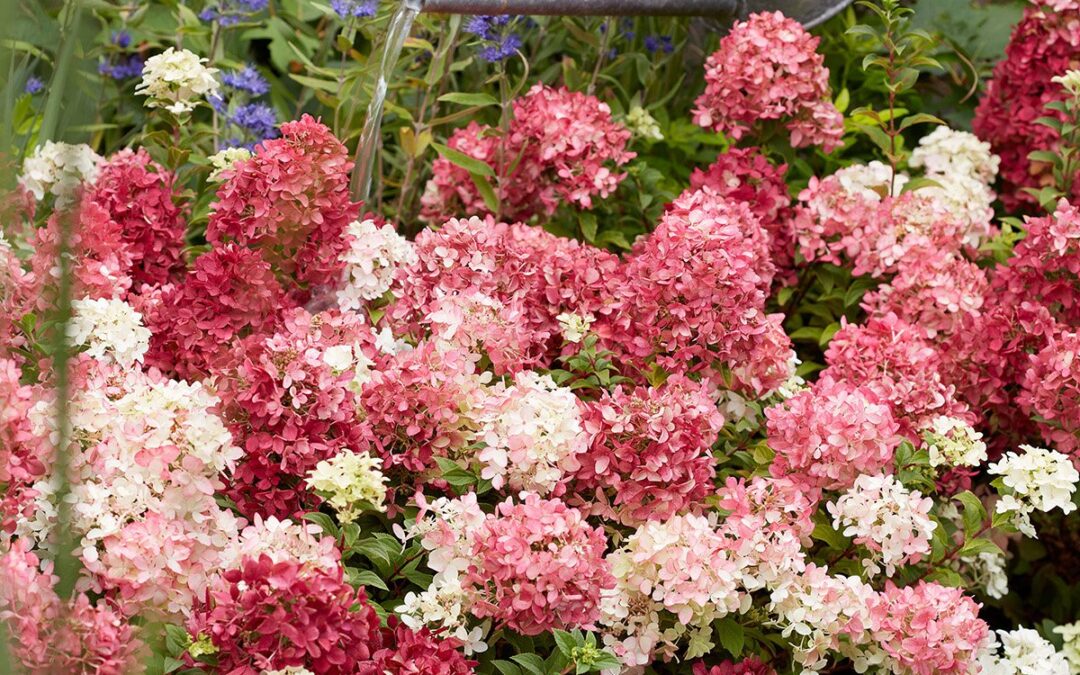 Wieder im Sortiment: Bodendecker-Hortensie „Groundbreaker Blush“ (Hydrangea paniculata „Groundbreaker Blush“)