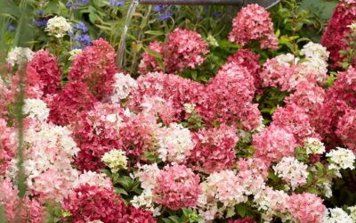 Wieder im Sortiment: Bodendecker-Hortensie „Groundbreaker Blush“ (Hydrangea paniculata „Groundbreaker Blush“)