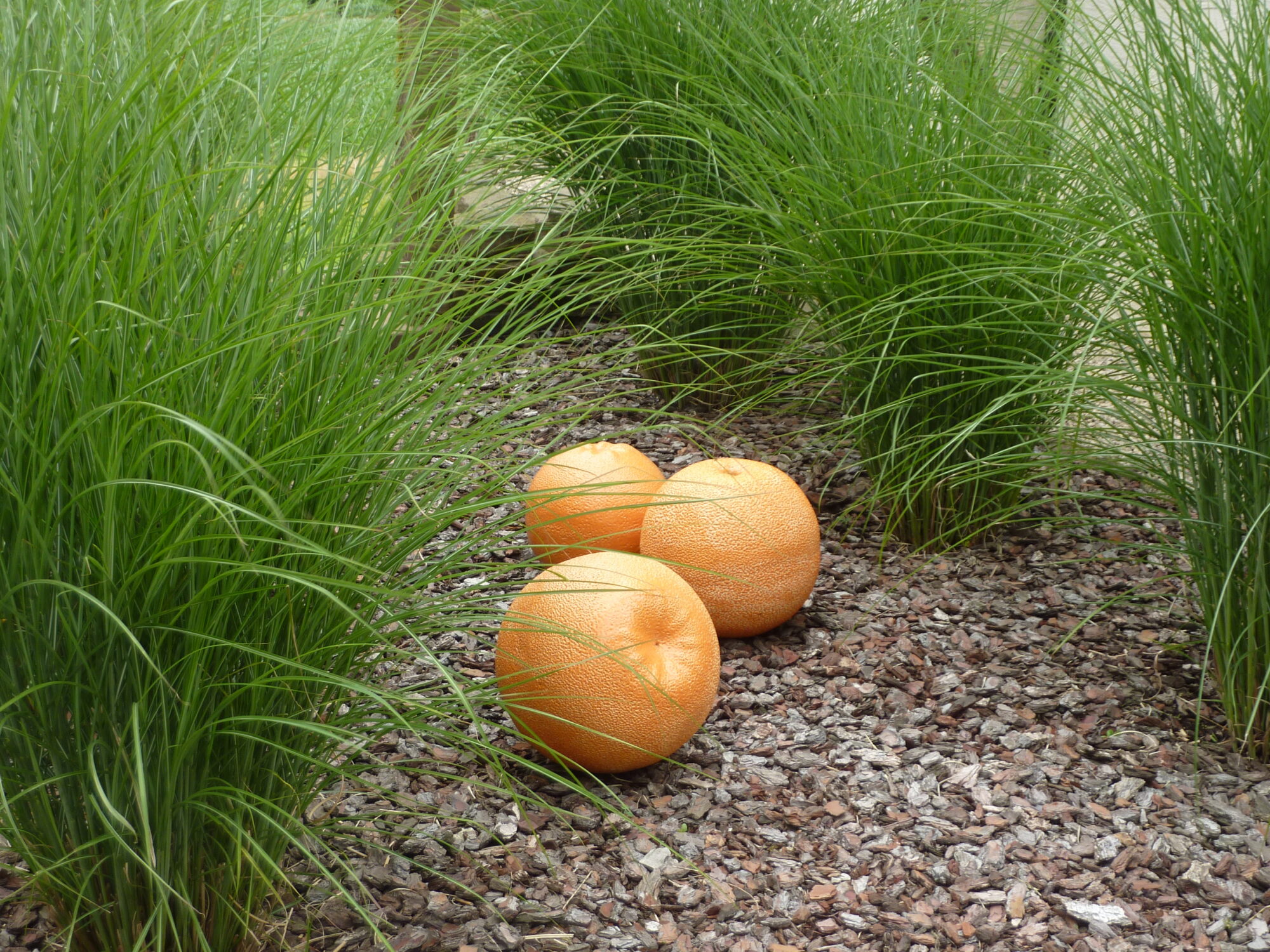 Miscanthus Stobbe 0715