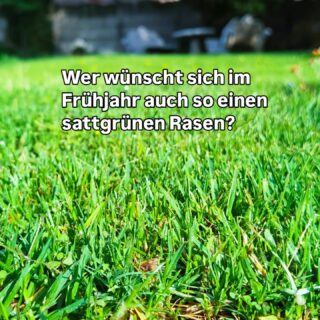 🌱 Jetzt schon an den Rasen im nächsten Frühjahr denken! Nach Sommerhitze, Trockenheit und starker Beanspruchung hat auch unser Rasen im Herbst noch einmal Pflege verdient. Ein spezieller Herbstrasendünger enthält weniger Stickstoff und mehr Kalium als ein klassischer Wachstumsdünger. Das Kalium unterstützt die Stabilität der Gräser und erhöht ihre Frosthärte - eine gute Vorbereitung auf die kalte Jahreszeit. DCM Rasendünger Herbst versorgt den Rasen außerdem mit wichtigen Nährstoffen und unterstützt eine kräftige Grünfärbung 🌱 Jetzt im September und Oktober ist der richtige Zeitpunkt für die Herbstdüngung: solange der Rasen noch wächst, kann er die Nährstoffe gut aufnehmen. Den DCM Rasendünger Herbst findet Ihr bei uns im Gartencenter 😊 #herbstrasendünger #rasenpflege #gartentipps #profimüller #prüm